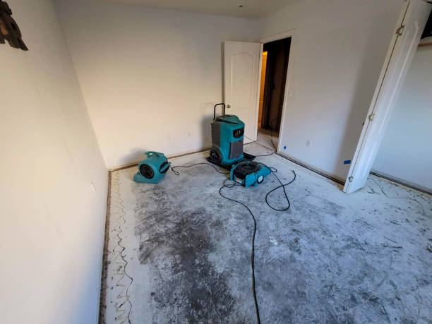 Best Mold removal after water damage  in Bound Brook, NJ